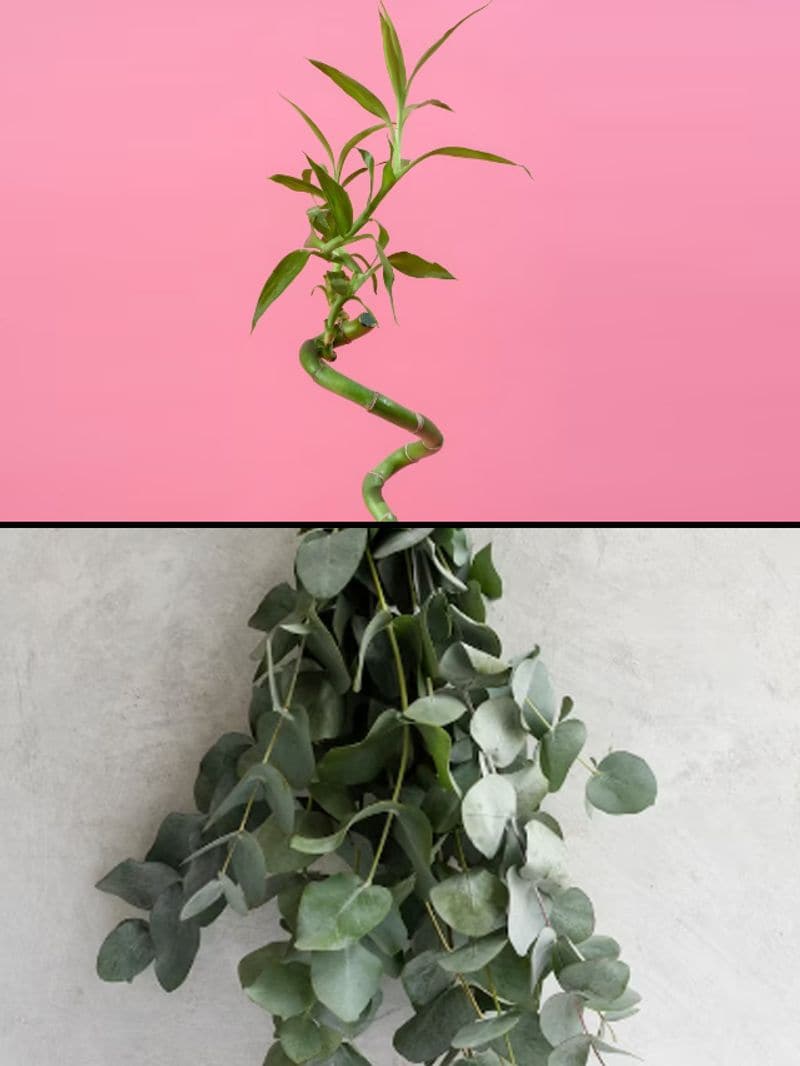 Air plants to bamboo 7 plants which thrive in bathrooms