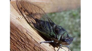 Problem of beetle pests in Chikkamagaluru gvd Problem of beetle pests in Chikkamagaluru gvd