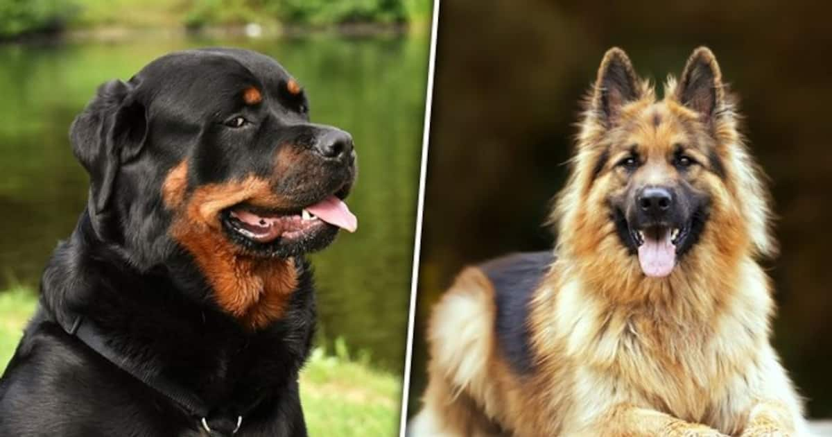 rottweiler vs german shepherd comparison