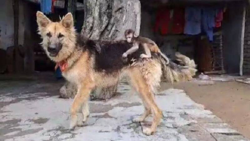 newborn monkey mother died dog makes him walk on his back zrua