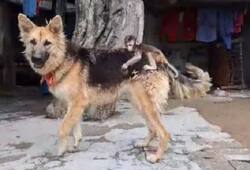 newborn monkey mother died dog makes him walk on his back zrua