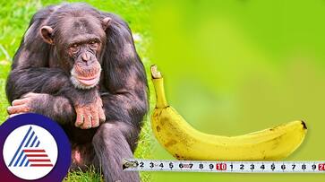 why man's penis is larger than any other primates? evolution says why man's penis is larger than any other primates? evolution says