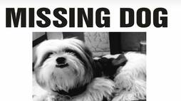 dog missing in jaipur rajasthan owner announced a reward put up poster in city zrua