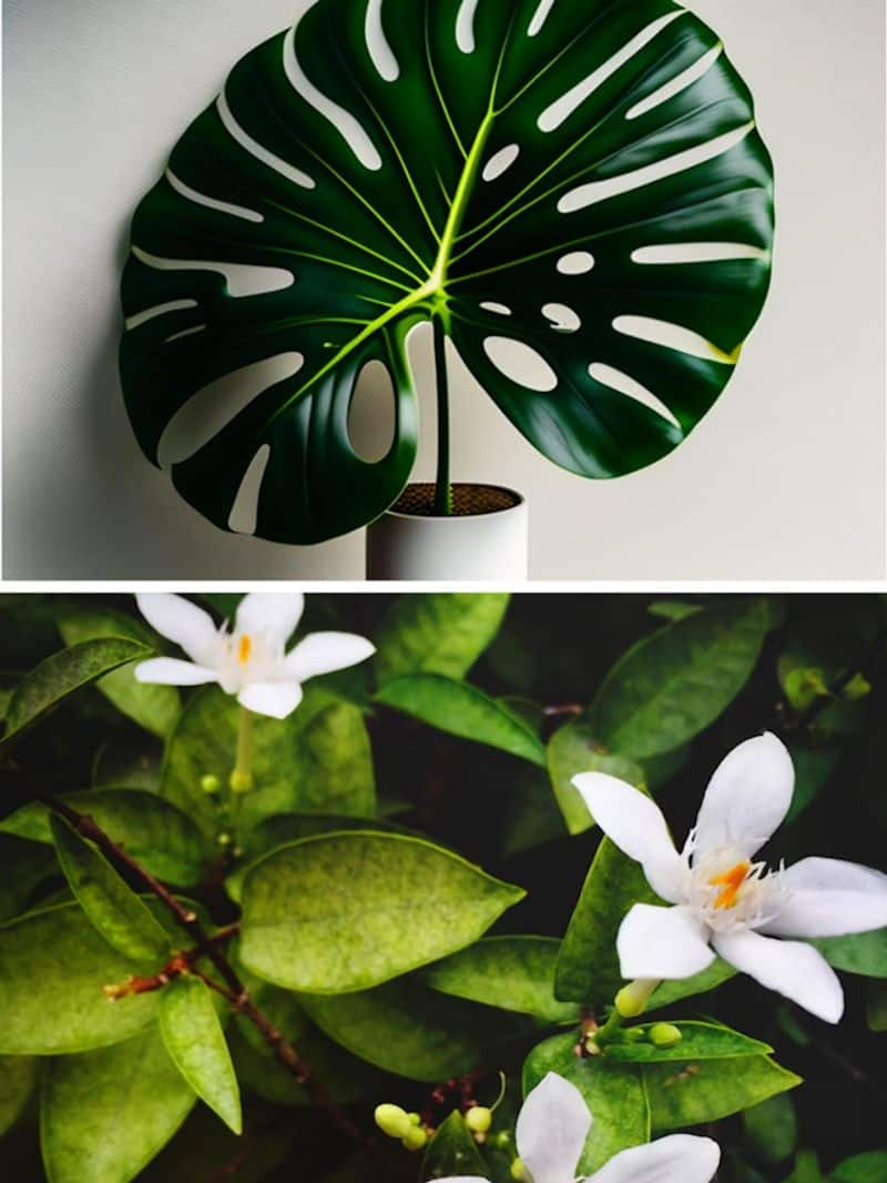 7 Plants You Shouldn T Have In Your Home