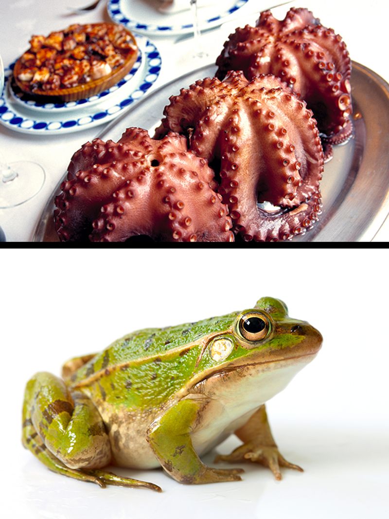 Octopus to Frog 6 animals that are eaten alive by Humans