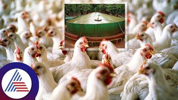 Haryana Man Creates Electricity With Chicken Dung After He Could Get A Connection roo Haryana Man Creates Electricity With Chicken Dung After He Could Get A Connection roo