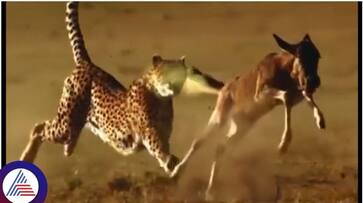 Wild donkey saved his life by fart on cheetah mouth sat Wild donkey saved his life by fart on cheetah mouth sat