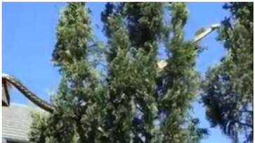 video of huge carpet python crawling from the top of the house to the tree went viral bkg video of huge carpet python crawling from the top of the house to the tree went viral bkg
