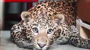 Fifth leopard trapped in Tirumala - bsb Fifth leopard trapped in Tirumala - bsb