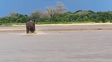 elephant and crocodile fights under water hyp elephant and crocodile fights under water hyp
