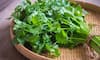 A beginner's guide to growing coriander at home