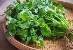 A beginners guide to growing coriander at home iwh