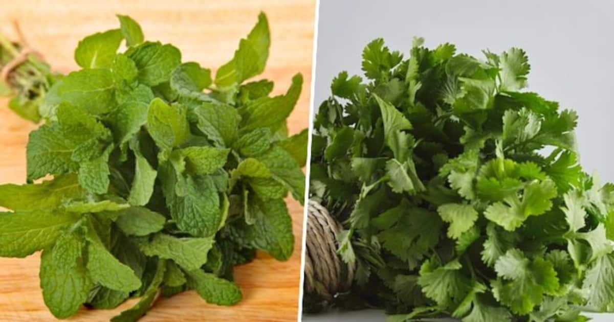 Mint Vs Coriander Which one is healthier and know their nutrition facts