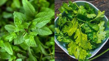 mint leaves or coriander leaves which one is better-rse- mint leaves or coriander leaves which one is better-rse-