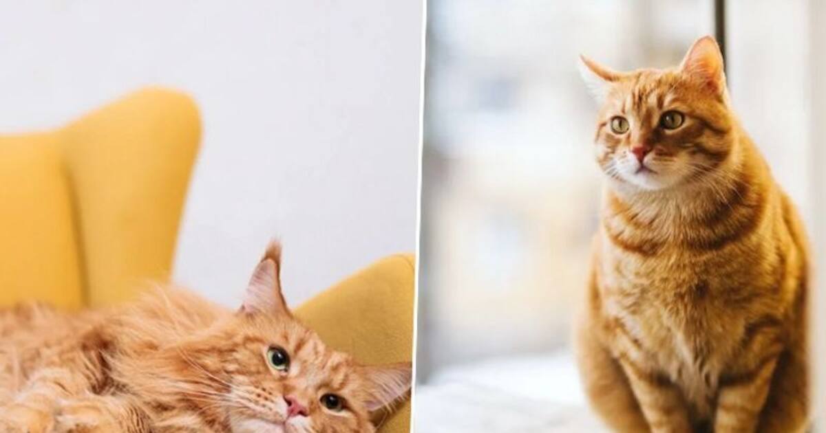 Ginger Cat Appreciation Day 2023 Honoring the vibrant world of Orange