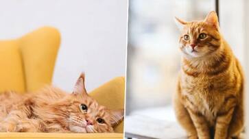Ginger Cat Appreciation Day 2023: Honoring the vibrant world of Orange feline companions ATG EAI Ginger Cat Appreciation Day 2023: Honoring the vibrant world of Orange feline companions ATG EAI