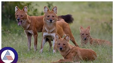 Astonishing encounter: Villagers stunned by rare sighting of Asiatic Wild Dog (Dhole) pack in Theerthahalli vkp Astonishing encounter: Villagers stunned by rare sighting of Asiatic Wild Dog (Dhole) pack in Theerthahalli vkp