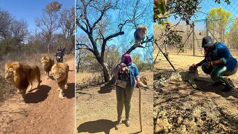 woman took out a parade of lions fearlessly watch video zrua