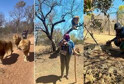 woman took out a parade of lions fearlessly watch video zrua