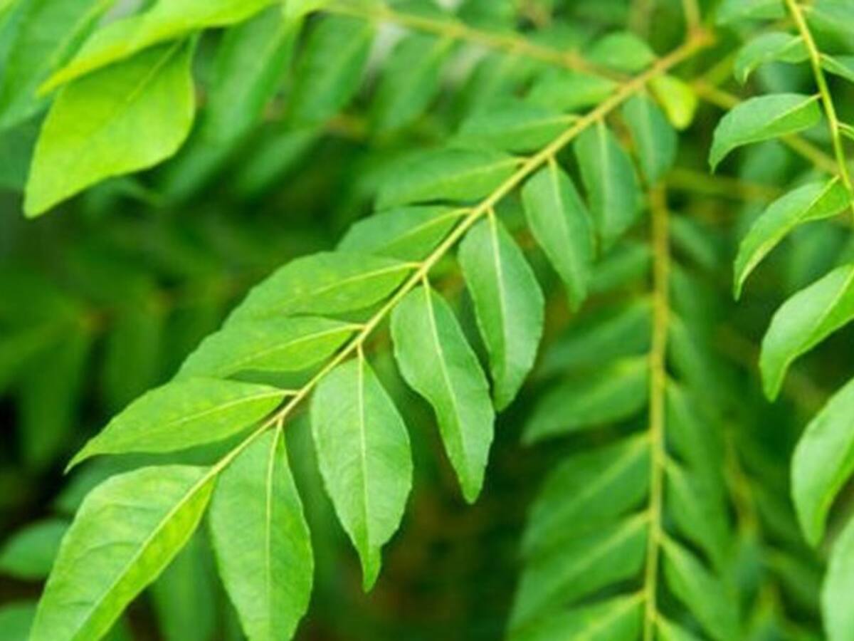 Shudh Online Organic Curry Leaves Powder for Hair Growth (200 Grams), Eating,  Food, Skin Brightening (Fresh Kari Patta Leaf, Karuveppilai powder) :  Amazon.in: Beauty