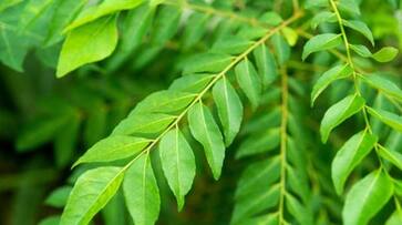 Skin Care: 5 benefits of Curry Leaves in amplifying softness vma eai Skin Care: 5 benefits of Curry Leaves in amplifying softness vma eai