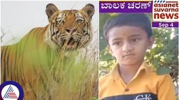Mysore tiger that ate 7 year old boy dragged the child in front of his parents sat Mysore tiger that ate 7 year old boy dragged the child in front of his parents sat