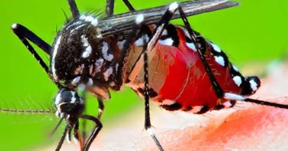 டெல்லியில் பரவும் டெங்கு, வைரல், டைபாய்டு, பன்றிக் காய்ச்சல்; மருத்துவர்கள் எச்சரிக்கை; அறிகுறிகள் என்னென்ன?