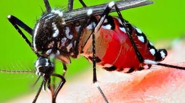 Dengue, Viral fever, Swine Flu increase in Delhi, Symptoms of Dengue Dengue, Viral fever, Swine Flu increase in Delhi, Symptoms of Dengue