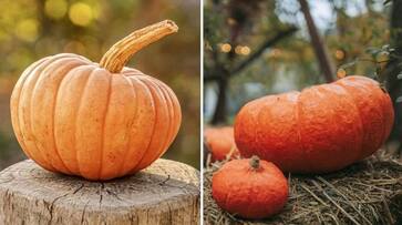 Eye protection to heart health: 7 health benefits of Pumpkin ATG EAI Eye protection to heart health: 7 health benefits of Pumpkin ATG EAI
