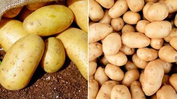 Acne treatment to hydration: 7 beauty benefits of Potatoes ATG EAI Acne treatment to hydration: 7 beauty benefits of Potatoes ATG EAI