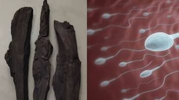 Karungali tree stick helps to increase Sperm Count and quality know more about karungali tree ans Karungali tree stick helps to increase Sperm Count and quality know more about karungali tree ans