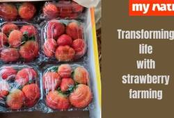 How did Satyendra Verma change his life by becoming a strawberry farmer iwh
