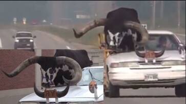 Man taking giant bull on car police registered case after people complaints watch viral video akb Man taking giant bull on car police registered case after people complaints watch viral video akb