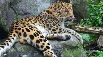 If the leopard is killed no action will be taken against the officials gvd If the leopard is killed no action will be taken against the officials gvd