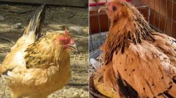 This Hen Is Now Guinness World Record Holder Do you know why? Rya This Hen Is Now Guinness World Record Holder Do you know why? Rya