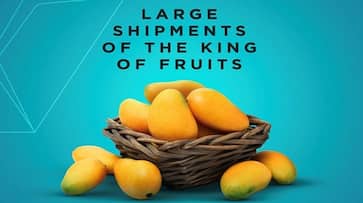 Increase of 124 Percent of Mango Export in Bengaluru International Airport grg Increase of 124 Percent of Mango Export in Bengaluru International Airport grg