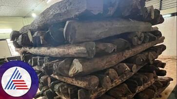 Red Sandalwood seized by customs auctioned for 28 crores at mangaluru rav Red Sandalwood seized by customs auctioned for 28 crores at mangaluru rav