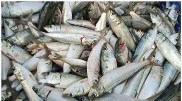 Woman died of rare disease after eating sardine from restaurant 12 others in critical condition afe Woman died of rare disease after eating sardine from restaurant 12 others in critical condition afe