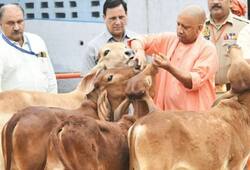 Municipal bodies  of uttar pradesh will collect bread and bran for maintenance of cattle zrua