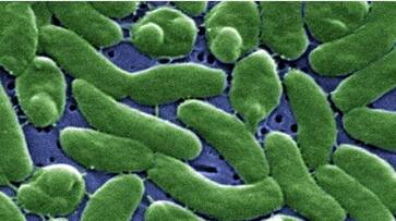 What is Vibrio Vulnificus, the rare, deadly flesh-eating bacteria that US health agency has warned against snt What is Vibrio Vulnificus, the rare, deadly flesh-eating bacteria that US health agency has warned against snt
