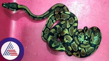 Snake monkey smuggled from Bangkok: Seized at KIA airport bengaluru rav Snake monkey smuggled from Bangkok: Seized at KIA airport bengaluru rav