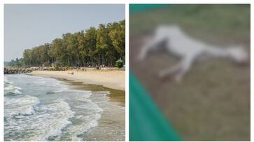 Kerala: Horse dies after bitten by rabid dog in Kappad beach rkn Kerala: Horse dies after bitten by rabid dog in Kappad beach rkn