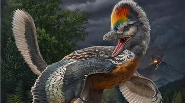 Bizarre bird-like dinosaur fossil, challenging avian evolution theories, discovered in China snt Bizarre bird-like dinosaur fossil, challenging avian evolution theories, discovered in China snt