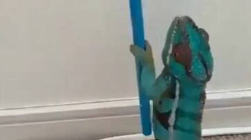 Why does a chameleon change its color? Watch this viral video Rya Why does a chameleon change its color? Watch this viral video Rya