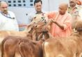 Yogi government will give rs 50 per cow daily instead of rs 30 for maintenance of cattle zrua