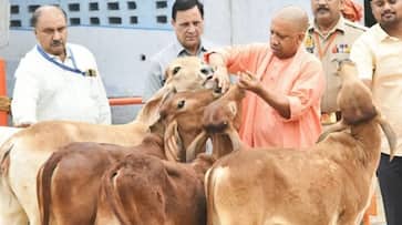 Yogi government will give rs 50 per cow daily instead of rs 30 for maintenance of cattle zrua