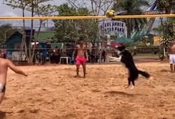 Dog playing volleyball With Human people shocked to see viral video zrua