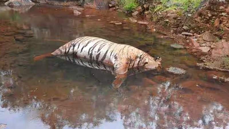 Two Tigers died in Nilgris.. Mudumalai Tiger Reserve Conservator of Forests statement tvk