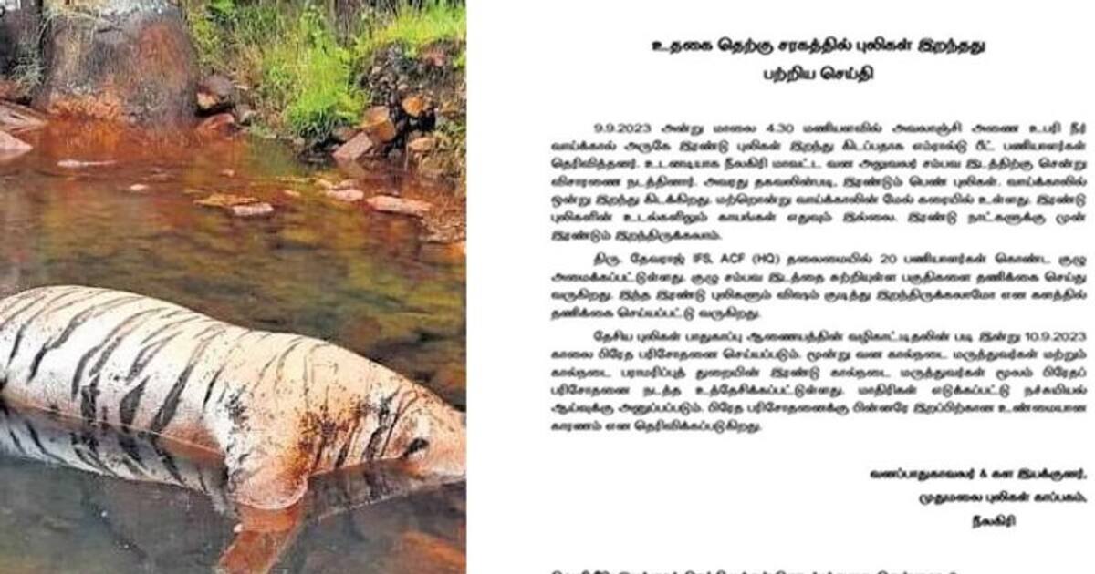 இரண்டு புலிகள் மர்மமான முறையில் இறப்பு! விஷம் வைத்து கொல்லப்பட்டதா? வனப்பாதுகாவலர் பரபரப்பு அறிக்கை..!