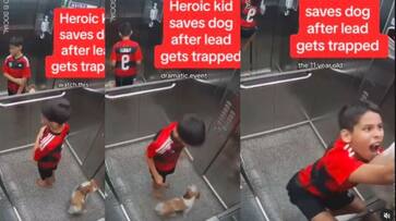 Belt Stuck In Lift Door Little boy's sense of timing survives puppy Video goes viral akb Belt Stuck In Lift Door Little boy's sense of timing survives puppy Video goes viral akb